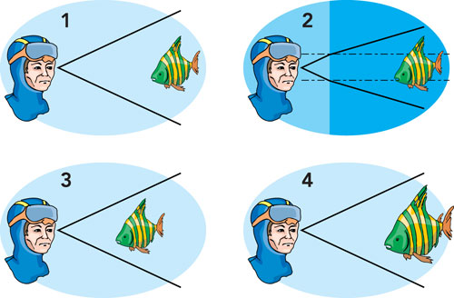 Figura 7: se il medesimo soggetto, in questo caso un pesce, viene osservato stando sulla terra ferma si ha un angolo di visione di una certa misura. Osservandolo sott’acqua, il passaggio dei raggi luminosi dall’acqua all’aria determina un angolo di visione inferiore che porta a percepire gli oggetti come più grandi o più vicini