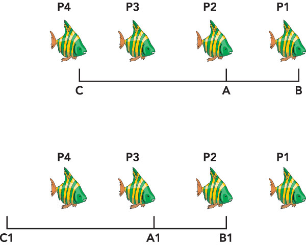 Figura 10: se mettendo a fuoco nel punto “A” per avere come soggetto principale il pesce “P2” restano a fuoco gli elementi compresi tra “B” e “C”, mettendo a fuoco sul pesce “P3”, più distante, si avrà l’area a fuoco compresa tra “B1” e “C1”. Il pesce “P1” in primo piano sarà così sfocato
