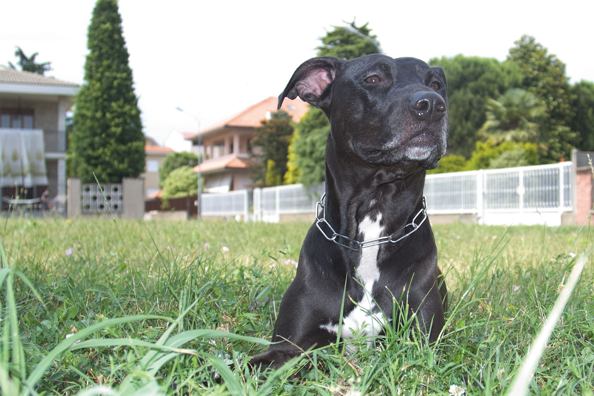 Figura 13: il cielo, il prato e le case sullo sfondo sono notevolmente più illuminati del cane che, oltre ad avere il pelo nero, è anche in ombra. Il flash ha permesso di rischiarare il cane affinché l’esposizione fosse corretta sul soggetto principale