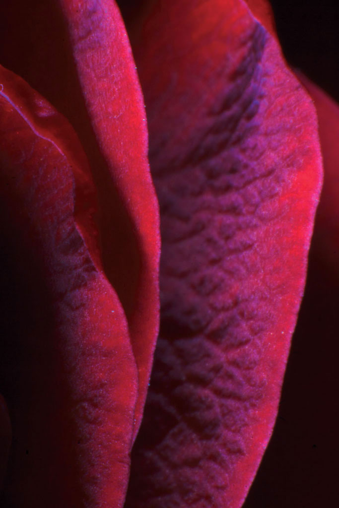 Figura 9: foto dei petali di rosa ingranditi circa 30 volte. Una luce radente può esaltare le microruvidità di soggetti apparentemente vellutati e lisci come i petali di una rosa. Per questo effetto specifico si è usato un flash tradizionale collocato lateralmente all’obiettivo